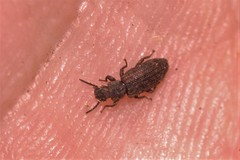 Zopheridae