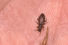 Zopheridae