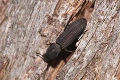 Bothrideridae