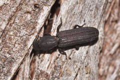 Bothrideridae