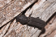 Bothrideridae