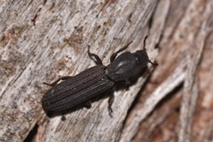 Bothrideridae