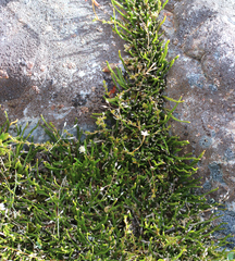 Carmichaelia uniflora