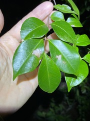 Backhousia myrtifolia