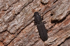Bothrideridae