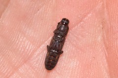 Bothrideridae