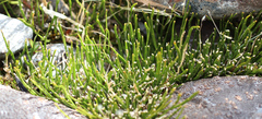 Carmichaelia uniflora
