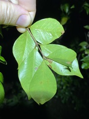 Backhousia myrtifolia