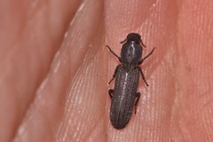 Bothrideridae