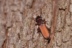 Platisus angusticollis