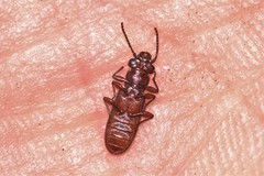 Platisus angusticollis