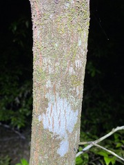 Backhousia myrtifolia