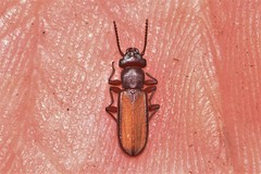 Platisus angusticollis