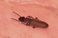 Platisus angusticollis
