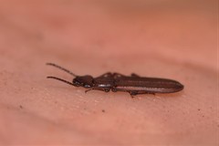 Platisus angusticollis