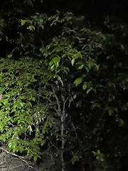 Backhousia myrtifolia