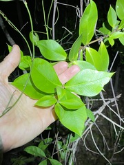Alyxia magnifolia