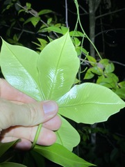 Alyxia magnifolia