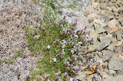 Acantholimon