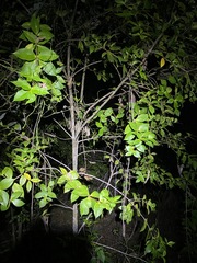 Alyxia magnifolia
