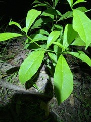 Tabernaemontana pandacaqui