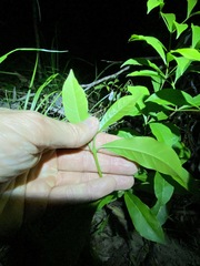 Tabernaemontana pandacaqui