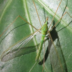 Leptotarsus holochlorus