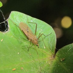 Amphineurus