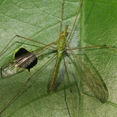 Leptotarsus holochlorus