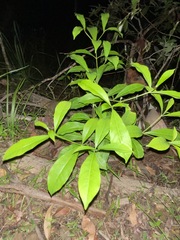 Tabernaemontana pandacaqui