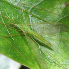 Leptotarsus holochlorus