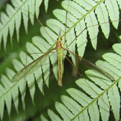 Leptotarsus albistigma