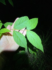 Callicarpa pedunculata