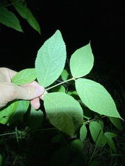 Callicarpa pedunculata