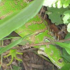 Iguana iguana