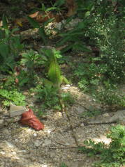 Iguana iguana