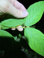 Callicarpa pedunculata