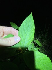 Callicarpa pedunculata