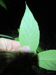 Callicarpa pedunculata