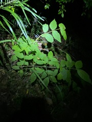 Callicarpa pedunculata