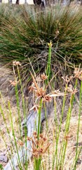 Cyperus vaginatus