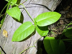 Vincetoxicum polyanthum