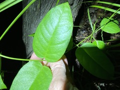 Vincetoxicum polyanthum