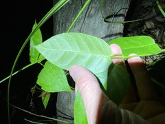 Vincetoxicum polyanthum
