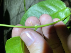 Vincetoxicum polyanthum