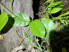 Vincetoxicum polyanthum