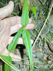 Leichhardtia fraseri