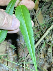 Leichhardtia fraseri