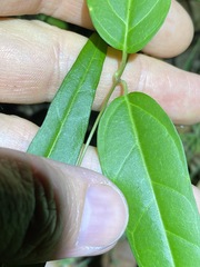 Leichhardtia fraseri