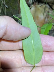 Leichhardtia fraseri